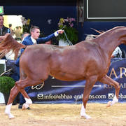 #50 Filly 2 Year Old: Poganinka  