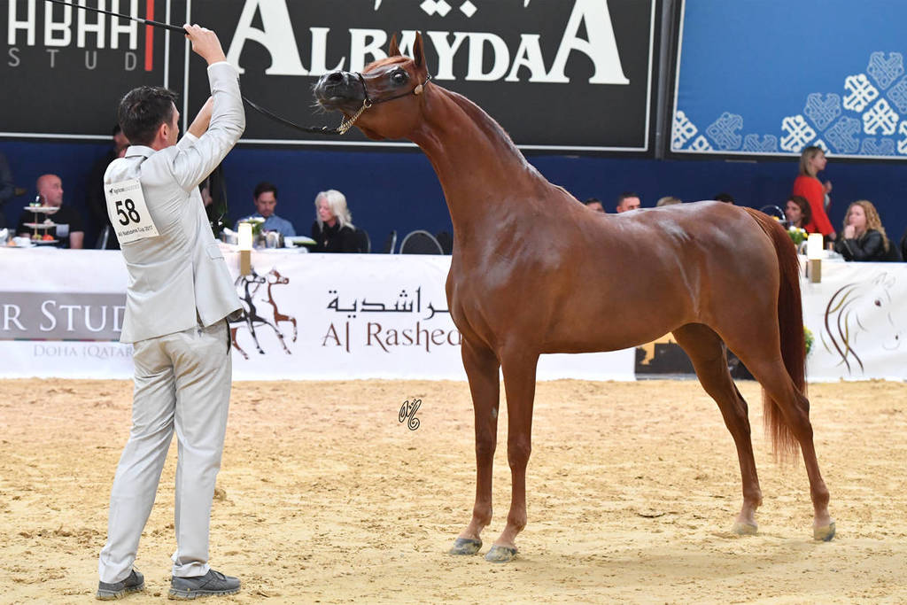 #49 Filly 2 Year Old: D Jawaher 