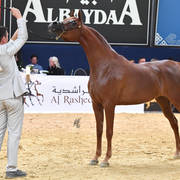 #49 Filly 2 Year Old: D Jawaher 