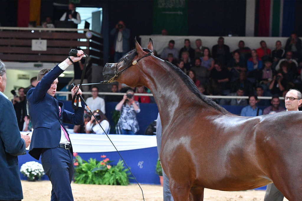 #47 Filly 2 Year Old: Belladonna AT 