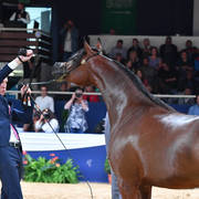 #47 Filly 2 Year Old: Belladonna AT 