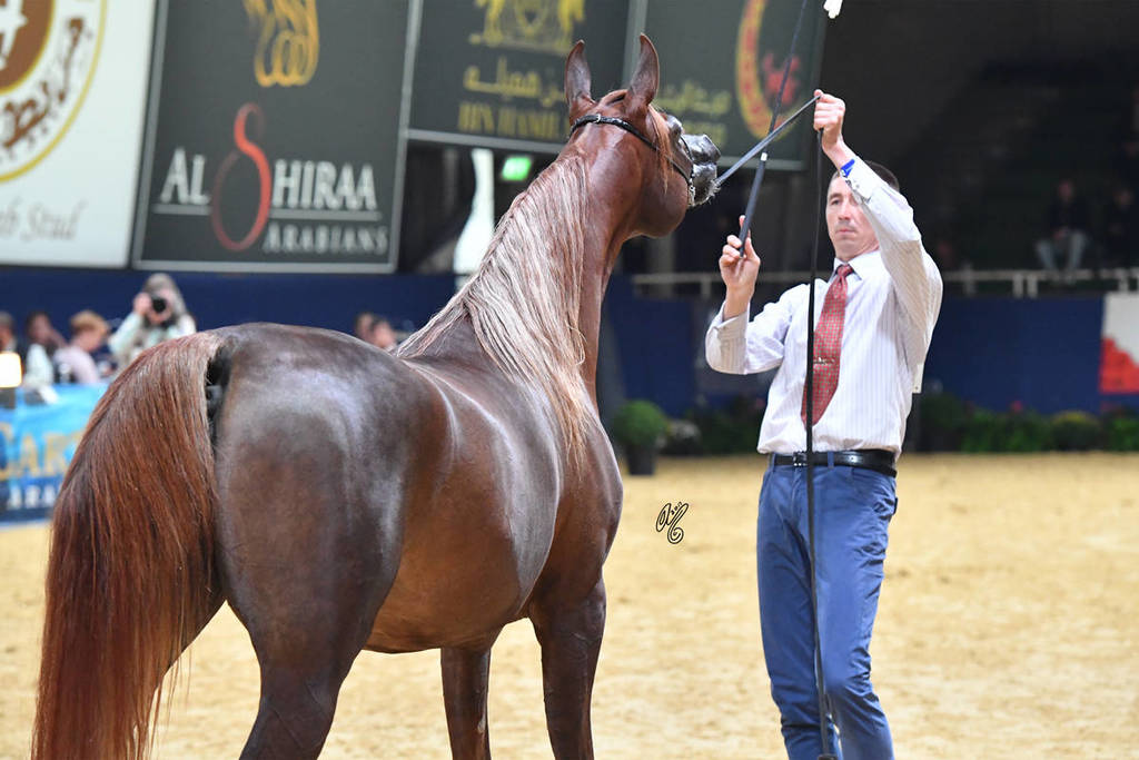 #46 Filly 2 Year Old: Emanolla 