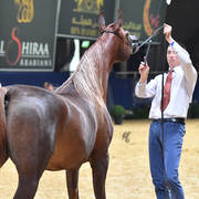 #46 Filly 2 Year Old: Emanolla 