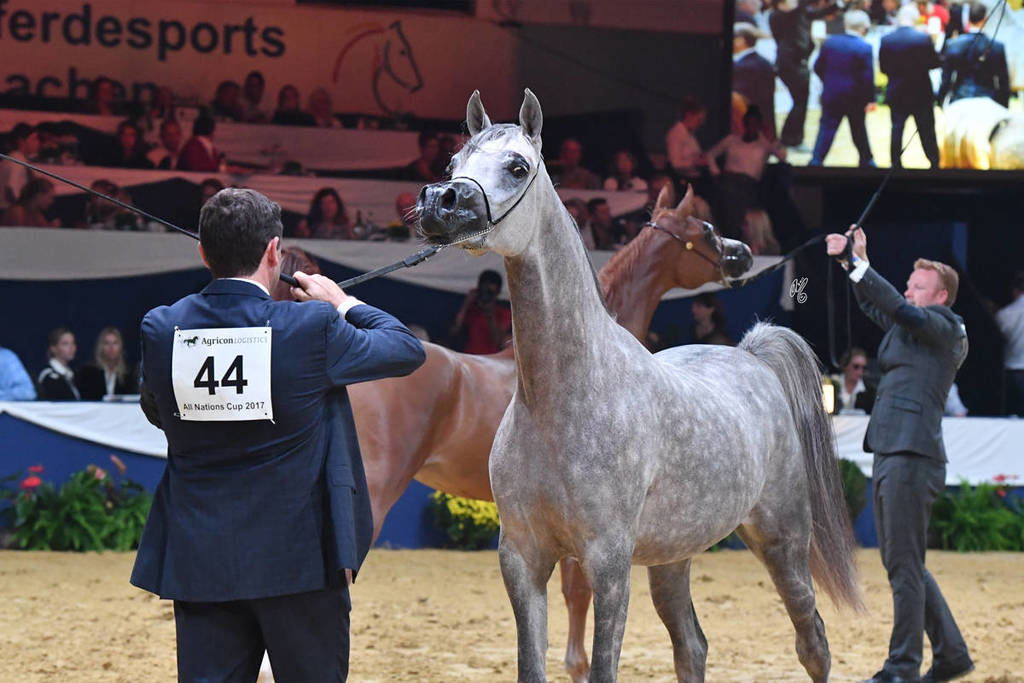 #44 Filly 2 Year Old: DA Alihandra 