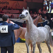 #44 Filly 2 Year Old: DA Alihandra 