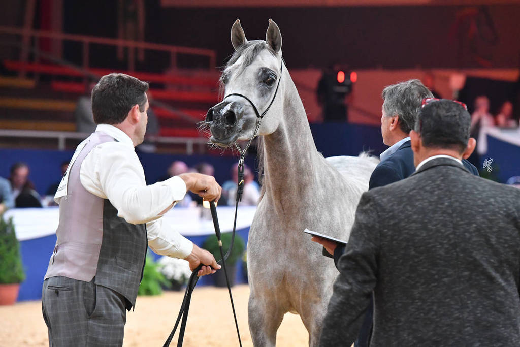 #44 Filly 2 Year Old: DA Alihandra 