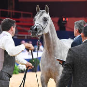 #44 Filly 2 Year Old: DA Alihandra 