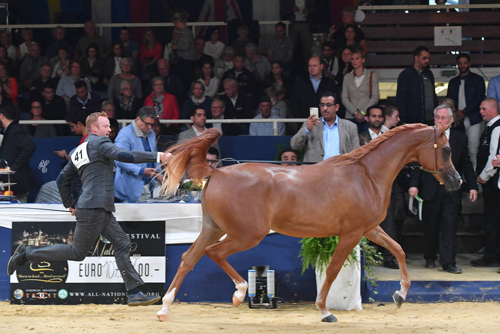 #41 Filly 2 Year Old: Venice MI  