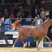 #41 Filly 2 Year Old: Venice MI  