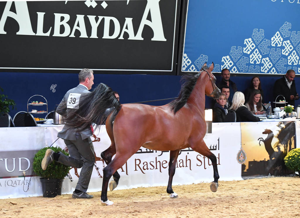 #39 Yearling Filly: K.Z. Fairouz