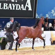 #39 Yearling Filly: K.Z. Fairouz