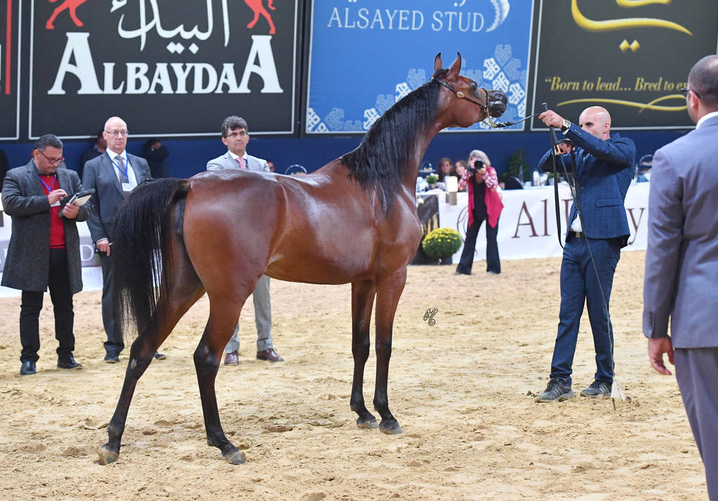 #38 Yearling Filly: Haifa ED 