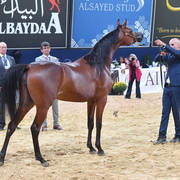 #38 Yearling Filly: Haifa ED 