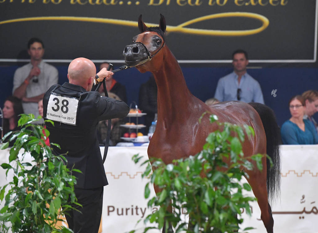 #38 Yearling Filly: Haifa ED 