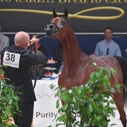 #38 Yearling Filly: Haifa ED 