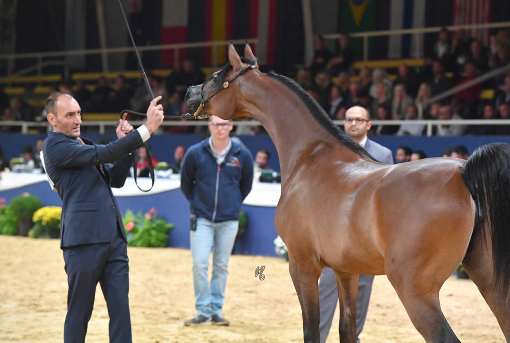 #36 Yearling Filly: LR Sicilia  