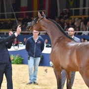 #36 Yearling Filly: LR Sicilia  