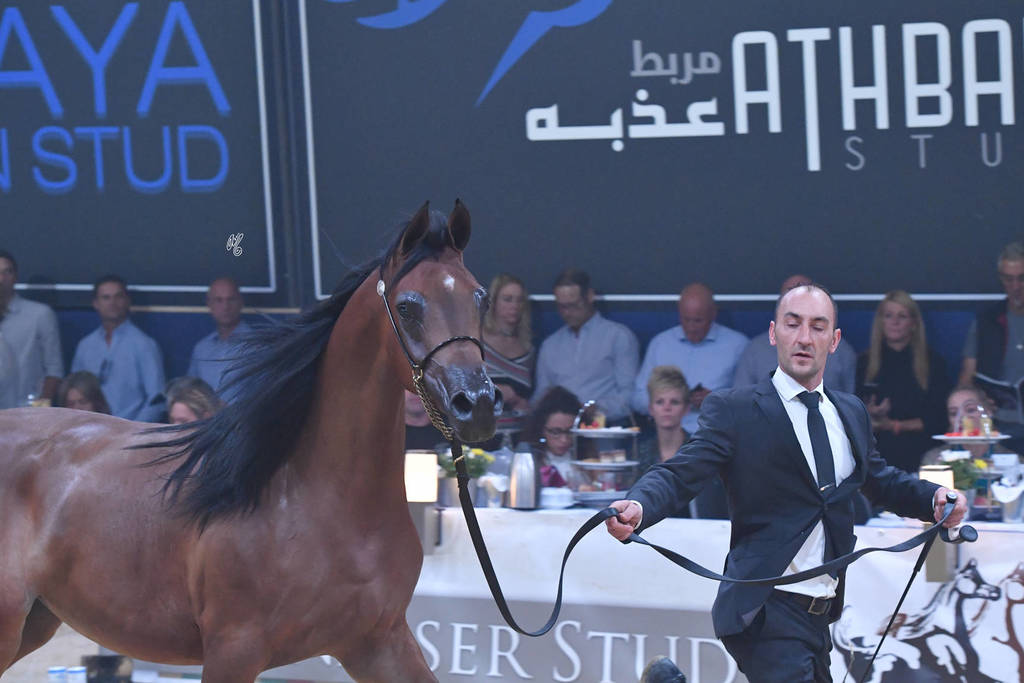 #36 Yearling Filly: LR Sicilia  