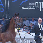 #36 Yearling Filly: LR Sicilia  