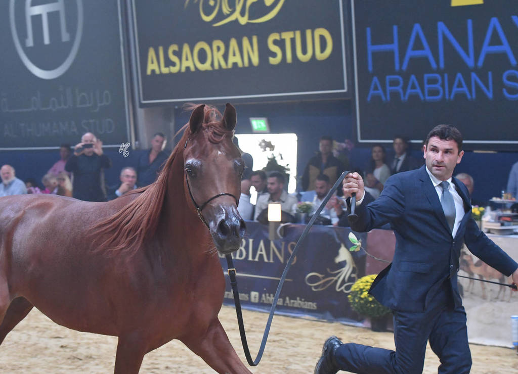 #35 Yearling Filly: AJ  Norah