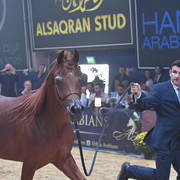 #35 Yearling Filly: AJ  Norah