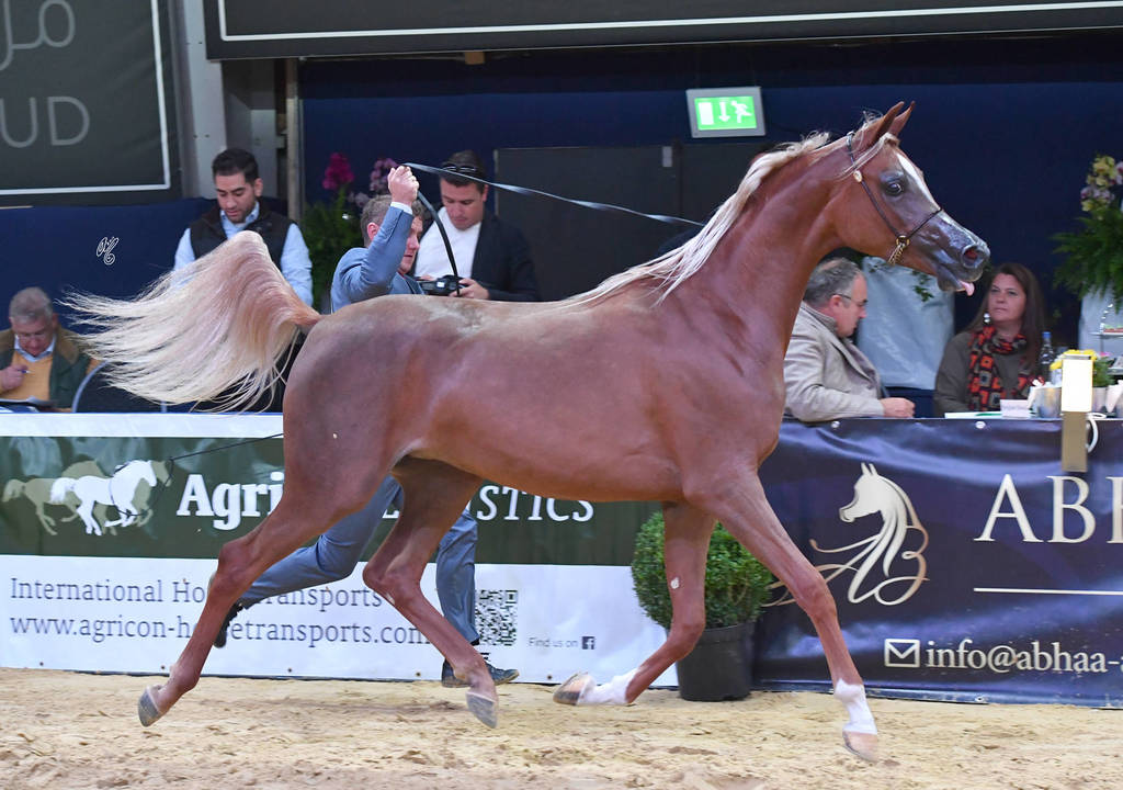 #34 Yearling Filly: Excotia 