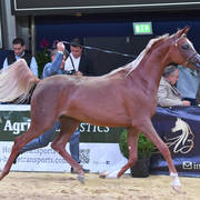 #34 Yearling Filly: Excotia 