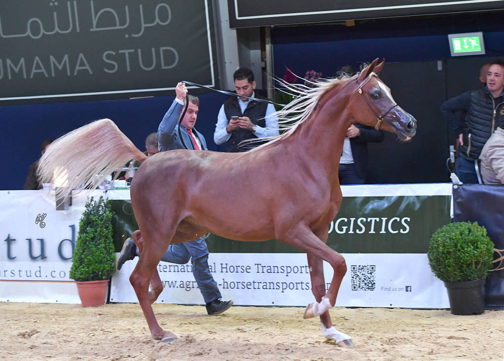 #34 Yearling Filly: Excotia 