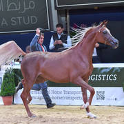 #34 Yearling Filly: Excotia 