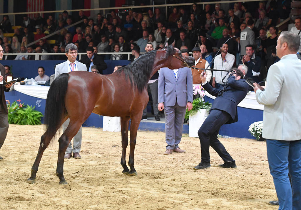 #32 Yearling Filly: Hadba Al Shaqab  