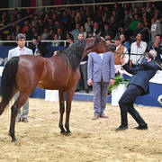 #32 Yearling Filly: Hadba Al Shaqab  