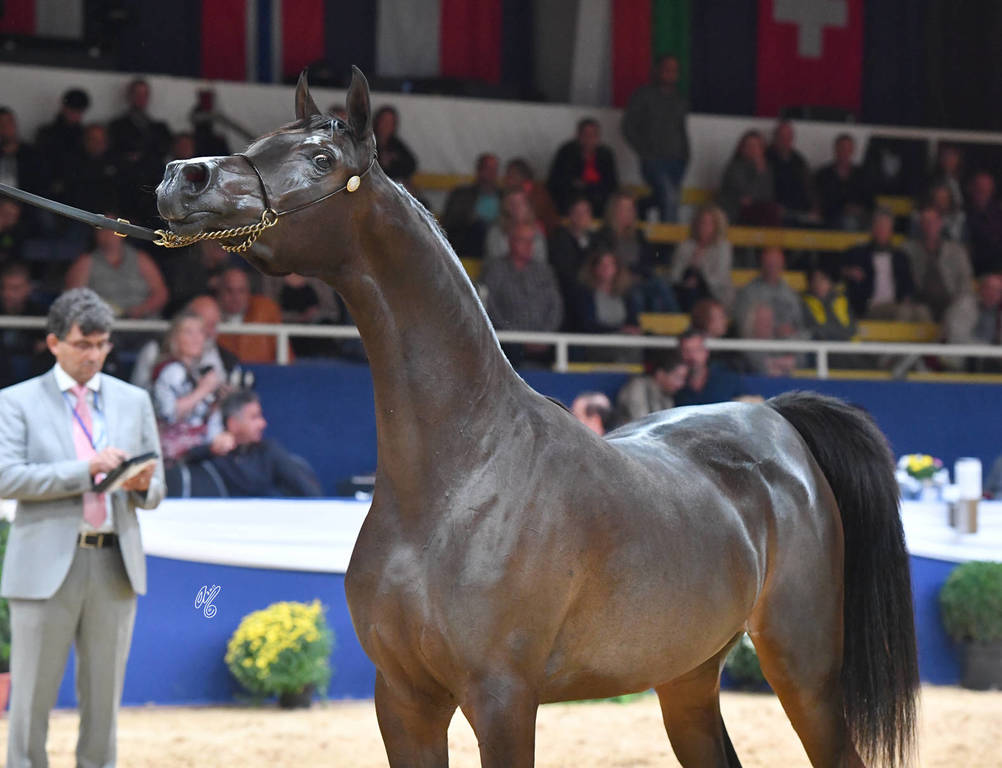 #30 Yearling Filly: Felicity Valentine PF  