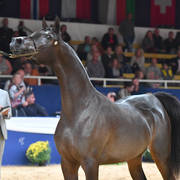 #30 Yearling Filly: Felicity Valentine PF  