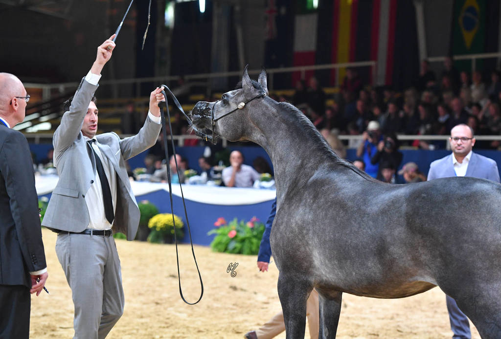 #28  Yearling Filly: D Mumayyazah 