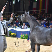 #28  Yearling Filly: D Mumayyazah 