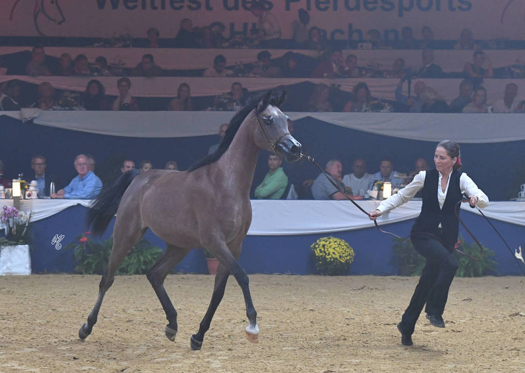 #25 Yearling Filly: GT Shaharaah 