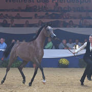 #25 Yearling Filly: GT Shaharaah 