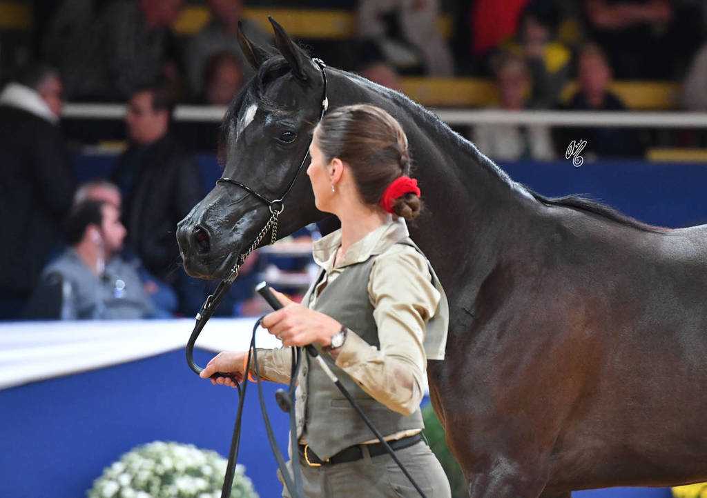 #24 Yearling Filly: KC Magic Monroe