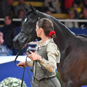 #24 Yearling Filly: KC Magic Monroe