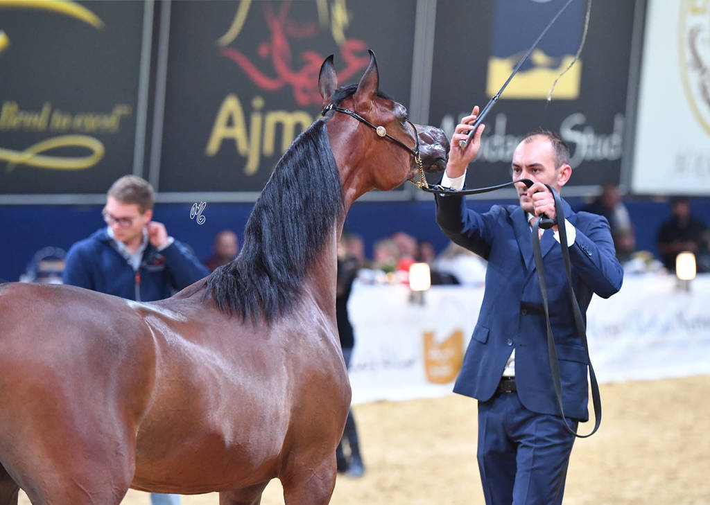 #19 Yearling Filly: Middle East 