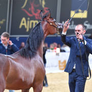 #19 Yearling Filly: Middle East 