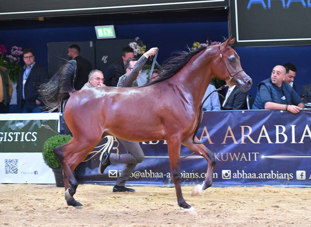 #15 Yearling Colt: Perseus OS