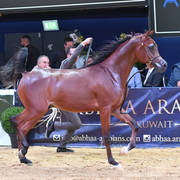 #15 Yearling Colt: Perseus OS