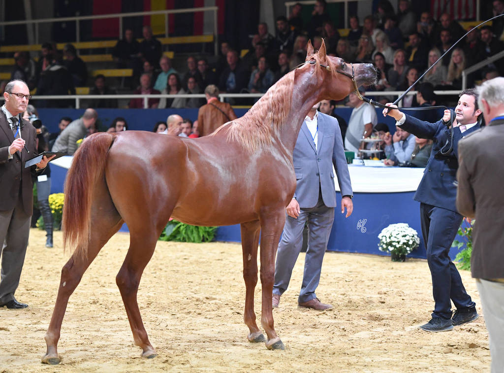 #14 Yearling Colt Picasso Di Mar  