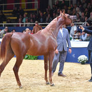 #14 Yearling Colt Picasso Di Mar  