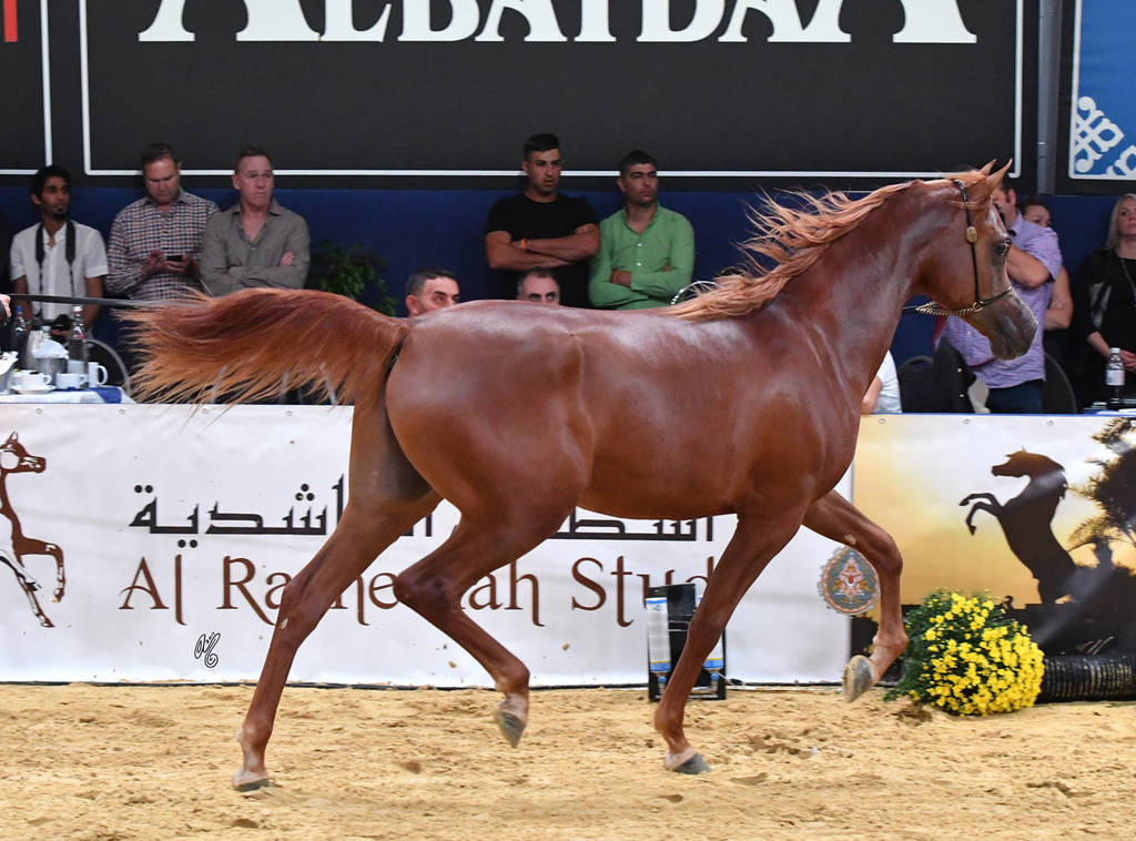 #14 Yearling Colt: Picasso Di Mar  