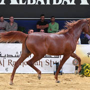 #14 Yearling Colt: Picasso Di Mar  