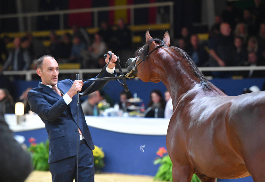 #12 Yearling Colt: Badi Athbah 