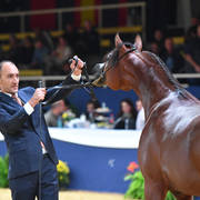 #12 Yearling Colt: Badi Athbah 