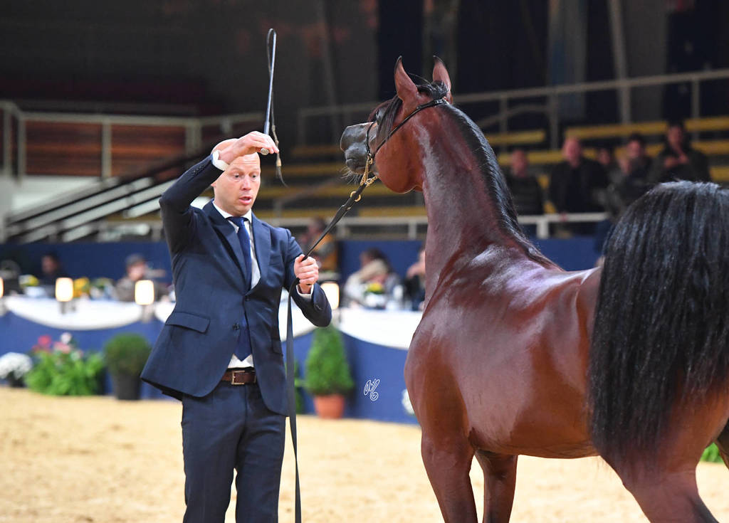 #2 Yearling Colt: Aanan Lembarak  